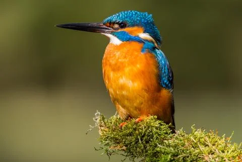Kingfisher (Alcedo atthis). Stock-Fotos