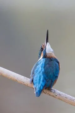 Kingfisher (Alcedo atthis), Po valley, Italy countryside Stock Photos