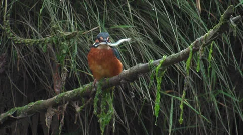 Kingfisher (Alcedo atthis) with sand eel 스톡 동영상 25990004