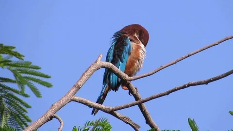 Kingfisher alert with its surrounding Stock Footage 103413962