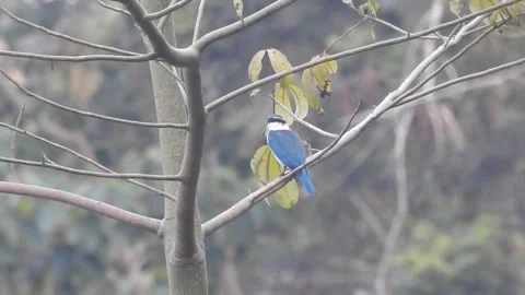Kingfisher Behavior in the Wild – Raw Nature Footage Stock Footage 322952459