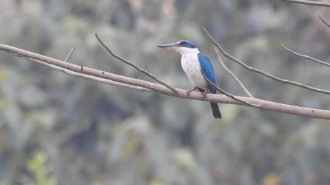 Kingfisher Behavior in the Wild – Raw Nature Footage Stock Footage 322952602