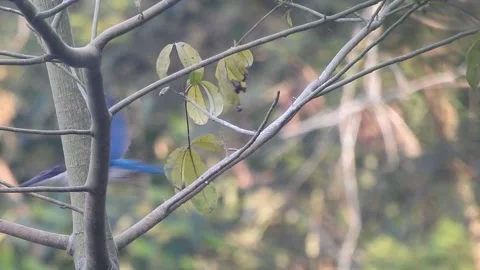 Kingfisher Behavior in the Wild – Raw Nature Footage Stock Footage 322953258