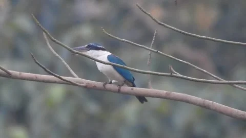 Kingfisher Behavior in the Wild – Raw Nature Footage Stock Footage 322953484