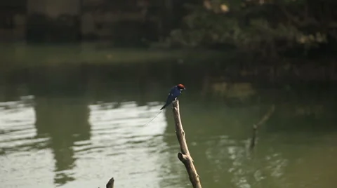 Kingfisher bird Stock Footage 45748145