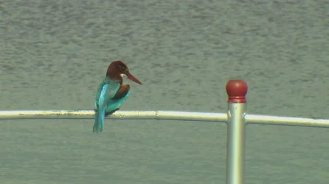 Kingfisher Bird Stock Footage 57726887