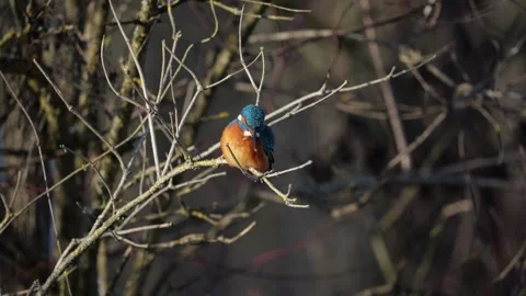 Kingfisher bird Stock Footage 326254034