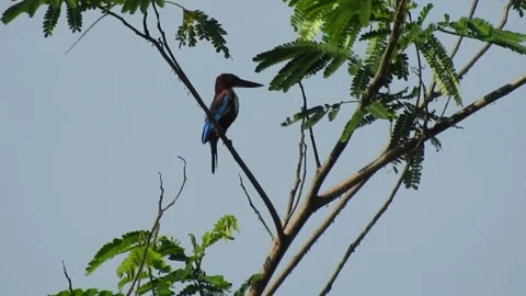 A kingfisher bird perched on albizzia tree Stock Footage 243420640