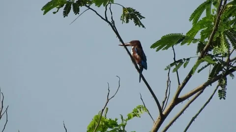 A kingfisher bird perched on an albizzia tree Stock Footage 243420896