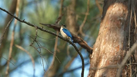 Kingfisher bird perched on branch in its natural habitat, showcasing Video stock 271480418