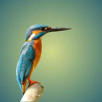 Kingfisher bird Stock Photos