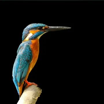 Kingfisher bird Stock Photos