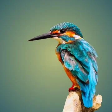 Kingfisher bird Foto stock