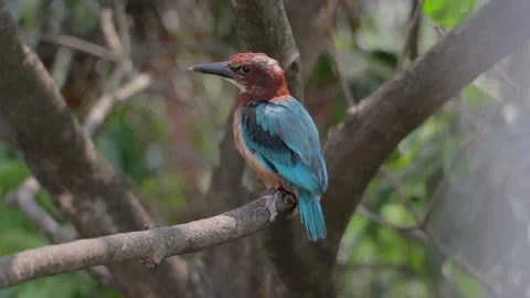 Kingfisher bird resting on a tree brunch. Close up. Stock Footage 188953216