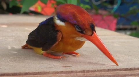 A kingfisher bird resting. Two angles Stock Footage 47347490
