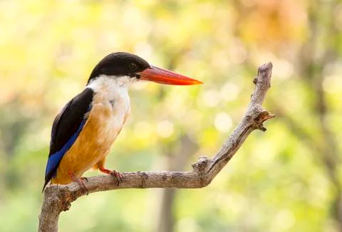 Kingfisher bird on tree Stock Photos