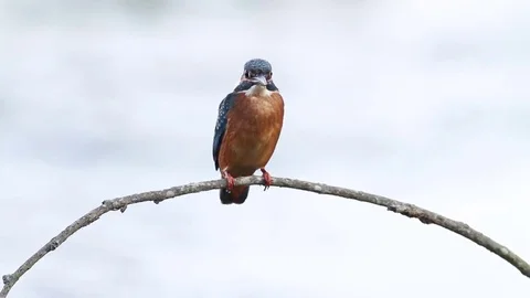 Kingfisher on branch Stock-Footage 72454315