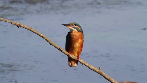 Kingfisher on branch Stock-Footage 72454350
