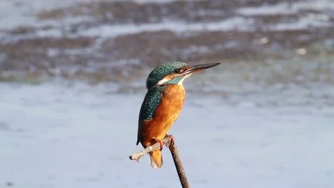 Kingfisher on branch Stock-Footage 72454403