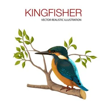 Kingfisher on branch Stock Illustration