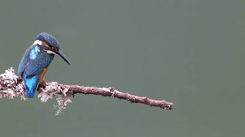 Kingfisher on a branch left of frame with clean background Stock-Footage 72892665