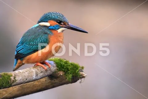 Kingfisher on the branch Stock Photos