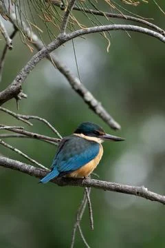 A kingfisher on a branch Stock Photos