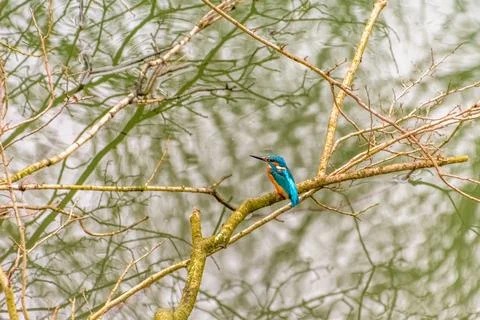 Kingfisher on a branch Stock Photos
