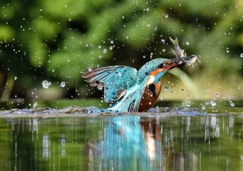 A Kingfisher of a bright bluish color emerges from the water with a caught f Stock Photos