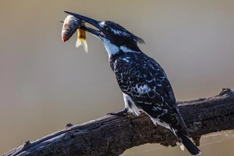 Kingfisher catch Stock Photos