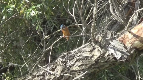 Kingfisher caught fish in the river Stock-Footage 76963417