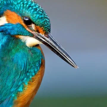 Kingfisher close up Stock Photos