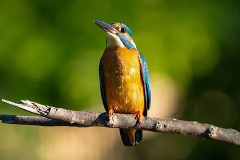 Kingfisher close up Stock Photos