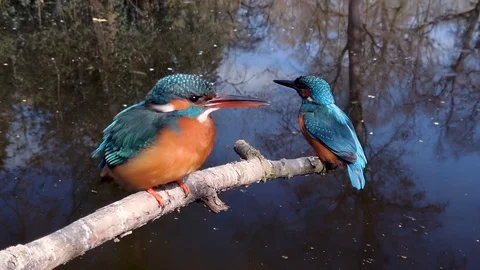 Kingfisher couple 库存影片 109417570
