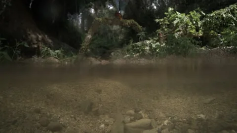 Kingfisher Dive Captured in Slow Motion, Catalonia, Spain - 29 May 2024 Stock Footage 295003987