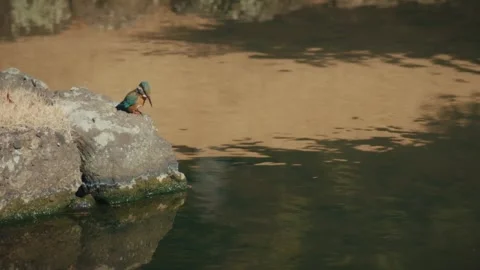 Kingfisher Diving for Fish at Kenchō-ji Temple, Kamakura, Japan Stock Footage 343908103