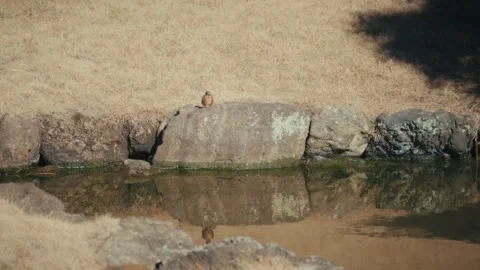 Kingfisher Diving for Fish at Kencho-ji Temple Pond, Kamakura, Japan Stock Footage 341740778