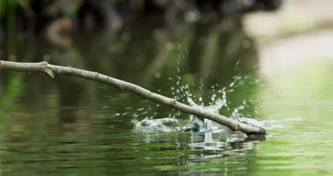 Kingfisher diving into water Stock Footage 136180445