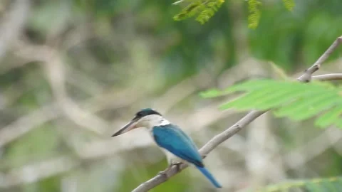 Kingfisher DSCN9237 Stock Footage 155898297