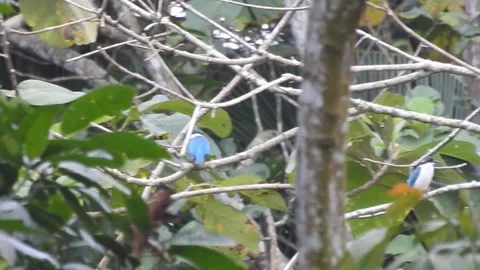 Kingfisher DSCN9260 Stock Footage 155898308