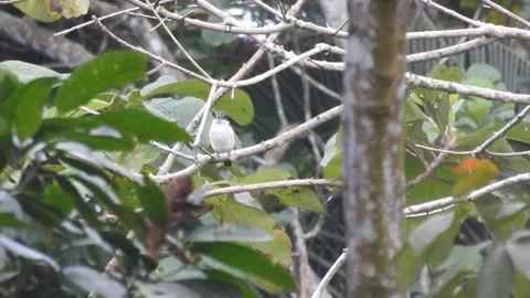 Kingfisher DSCN9262 Stock Footage 155898334