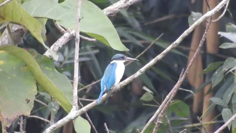 Kingfisher DSCN9277 Stock Footage 155898313