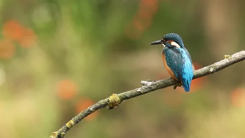 Kingfisher during summer sitting on the branch. Stock Footage 88039037
