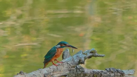 Kingfisher Eating Fish on Branch Over River – Close-Up Wildlife Scene Stock Footage 314965735