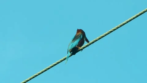 A Kingfisher On A Electrical Wire In kerala Stock Footage 250991009