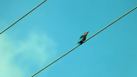 A Kingfisher On A Electrical Wire In kerala Stock Footage 250991158