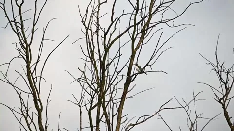 Kingfisher elegantly perched up on a tree in Sundarbans Stock Footage 252583257