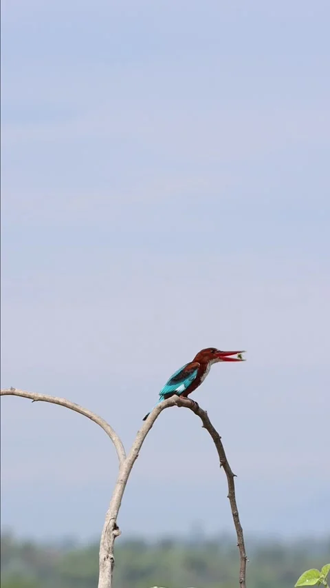 Kingfisher feeding on mantis 库存影片 311732347
