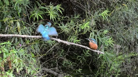 Kingfisher feeding young chick Stock Footage 63372671
