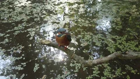 Kingfisher female Stock Footage